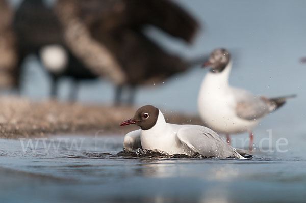 Lachmöwe (Larus ridibundus)