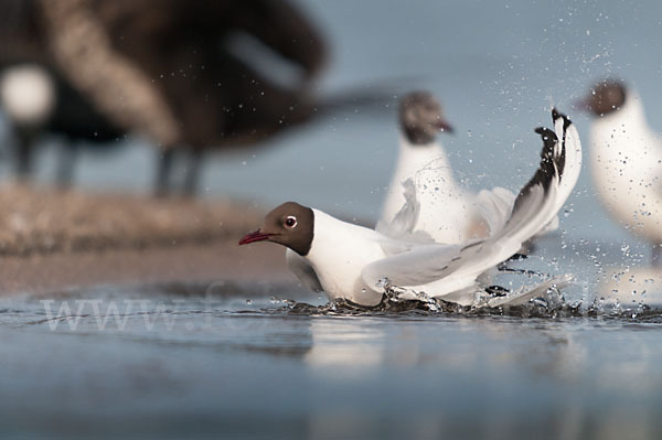 Lachmöwe (Larus ridibundus)