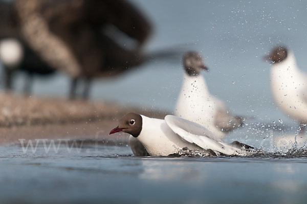 Lachmöwe (Larus ridibundus)