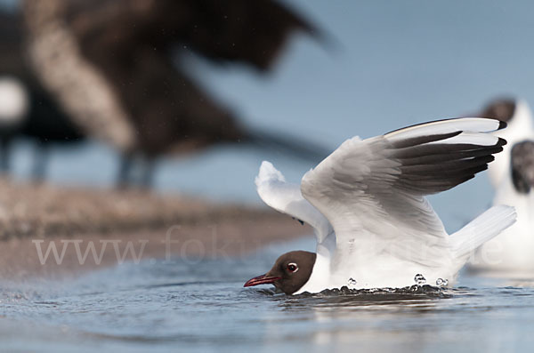 Lachmöwe (Larus ridibundus)