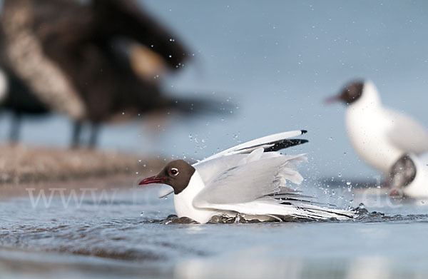 Lachmöwe (Larus ridibundus)