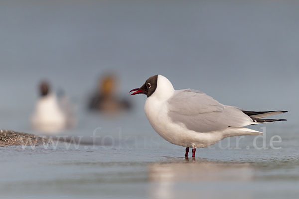 Lachmöwe (Larus ridibundus)