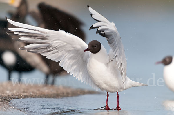 Lachmöwe (Larus ridibundus)