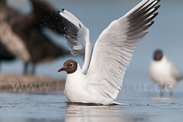 Lachmöwe (Larus ridibundus)