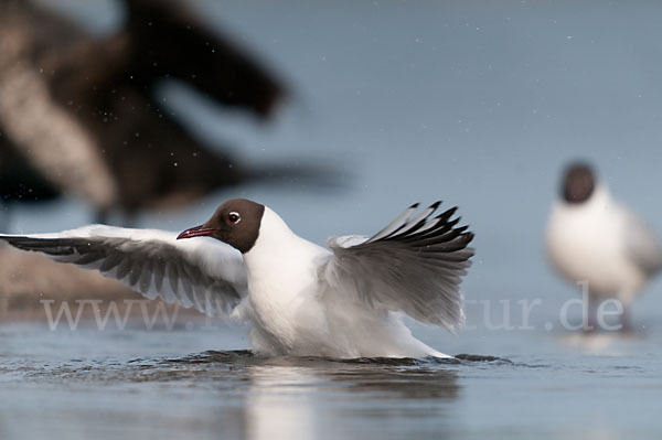 Lachmöwe (Larus ridibundus)