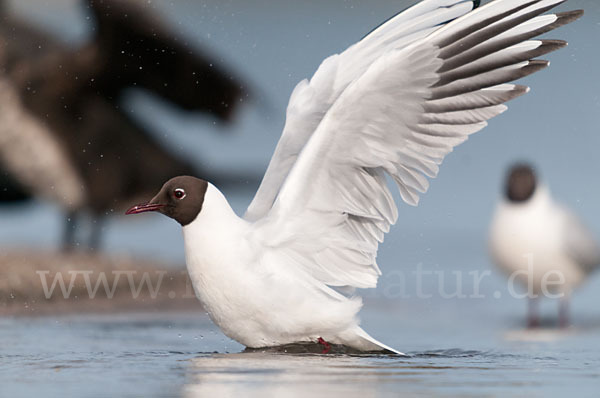 Lachmöwe (Larus ridibundus)