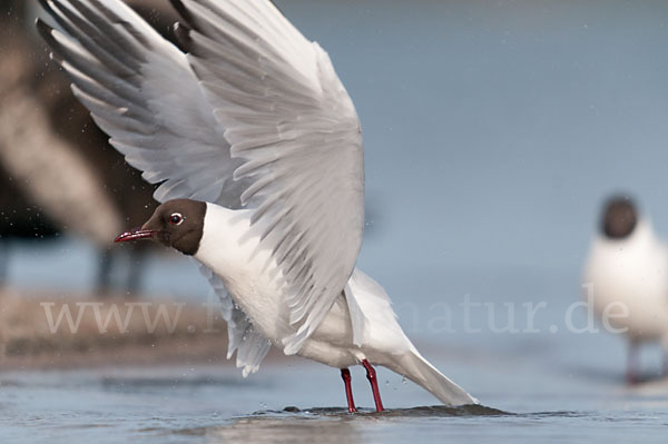 Lachmöwe (Larus ridibundus)