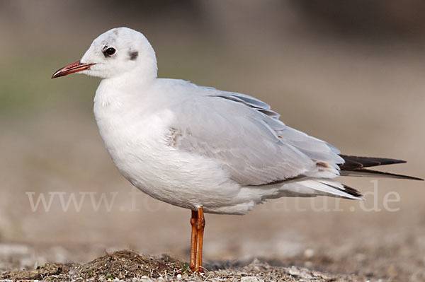 Lachmöwe (Larus ridibundus)