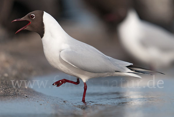 Lachmöwe (Larus ridibundus)