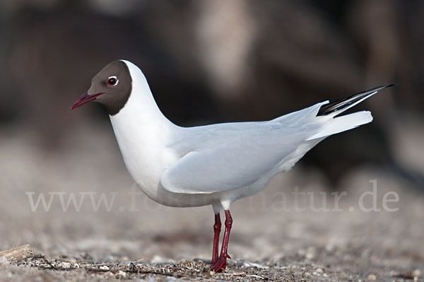 Lachmöwe (Larus ridibundus)