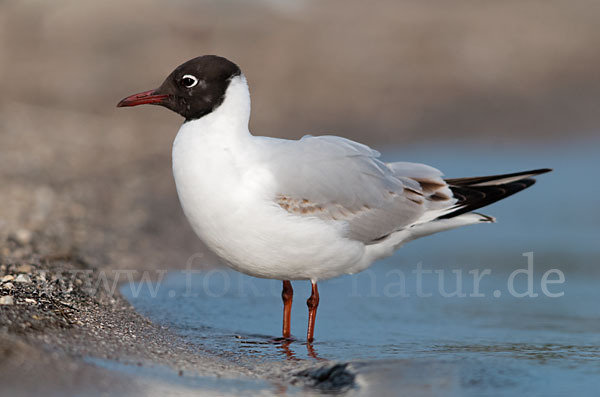 Lachmöwe (Larus ridibundus)