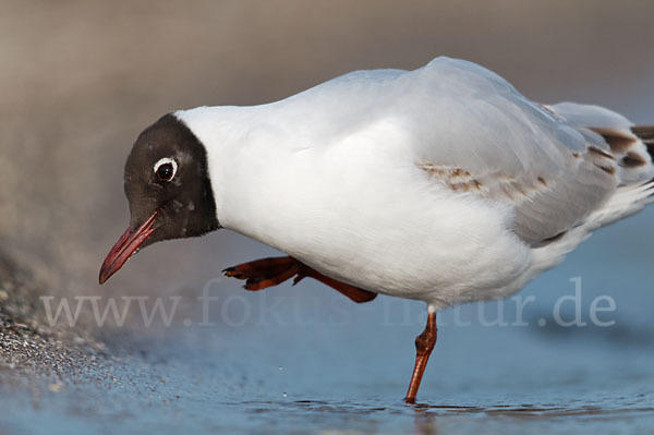 Lachmöwe (Larus ridibundus)