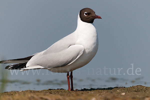 Lachmöwe (Larus ridibundus)