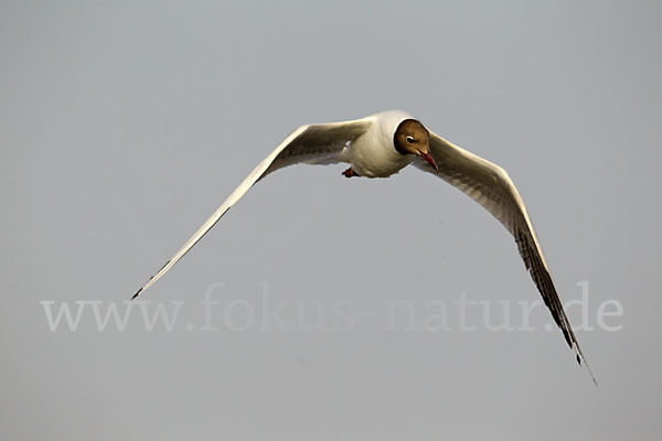 Lachmöwe (Larus ridibundus)