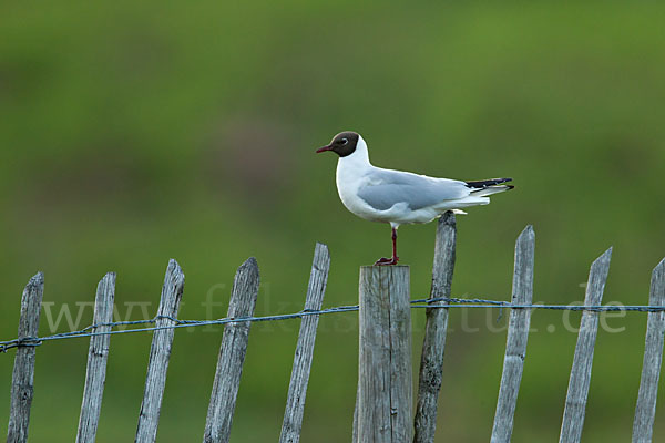 Lachmöwe (Larus ridibundus)