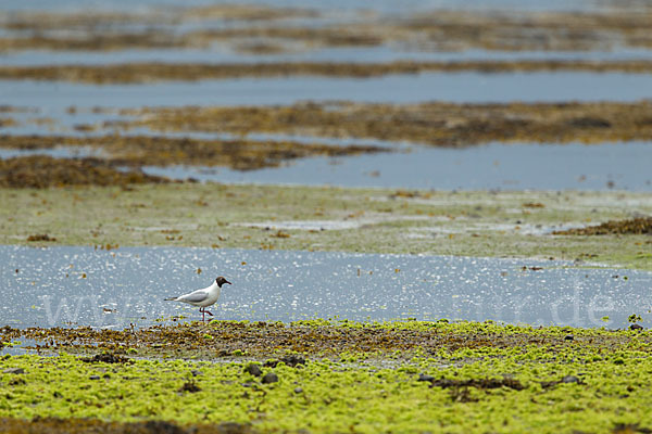 Lachmöwe (Larus ridibundus)