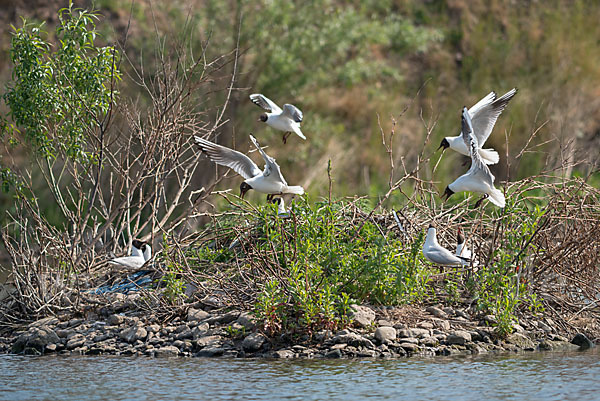 Lachmöwe (Larus ridibundus)