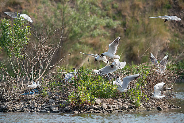 Lachmöwe (Larus ridibundus)