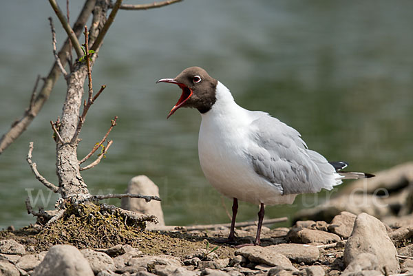 Lachmöwe (Larus ridibundus)