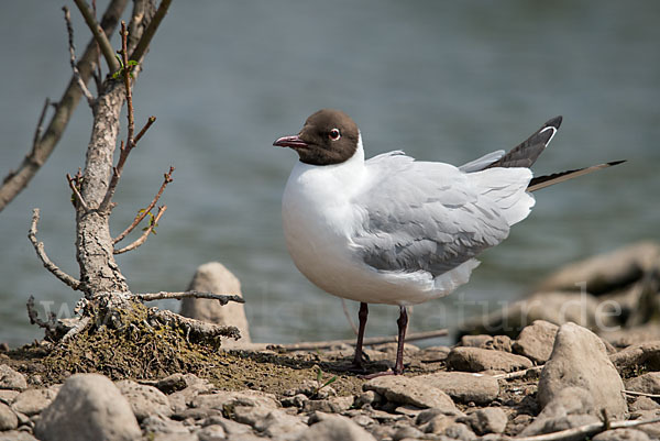 Lachmöwe (Larus ridibundus)