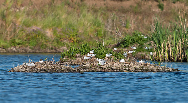 Lachmöwe (Larus ridibundus)