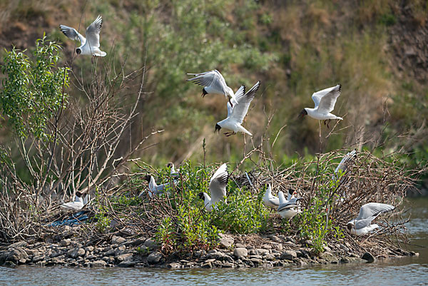 Lachmöwe (Larus ridibundus)