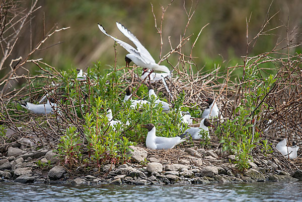 Lachmöwe (Larus ridibundus)