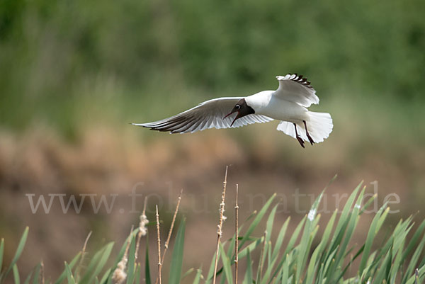 Lachmöwe (Larus ridibundus)