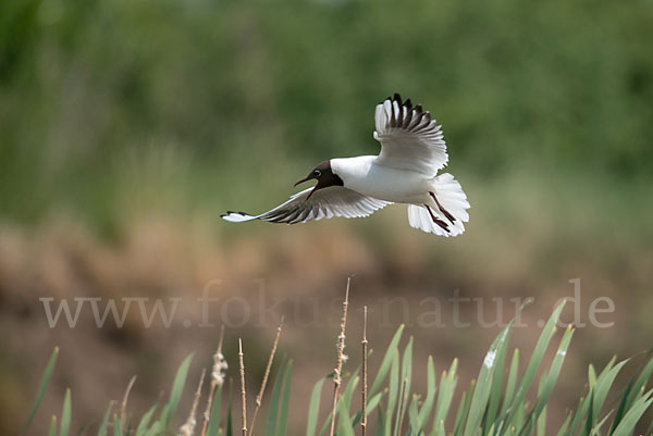 Lachmöwe (Larus ridibundus)