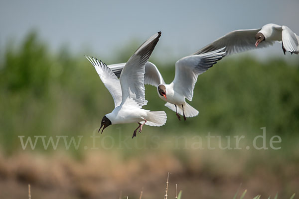 Lachmöwe (Larus ridibundus)