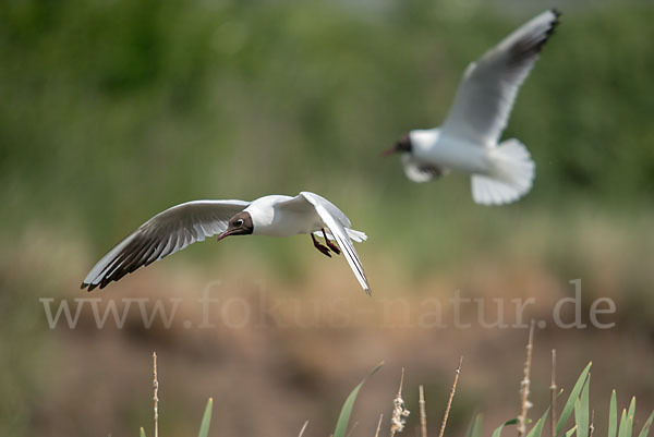 Lachmöwe (Larus ridibundus)