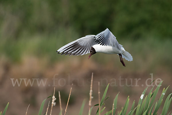 Lachmöwe (Larus ridibundus)
