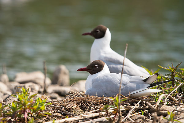 Lachmöwe (Larus ridibundus)