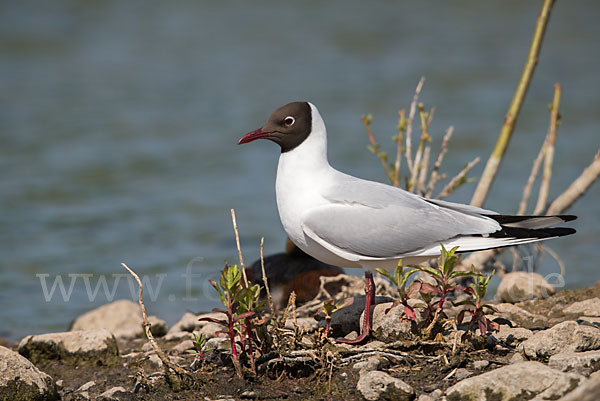 Lachmöwe (Larus ridibundus)