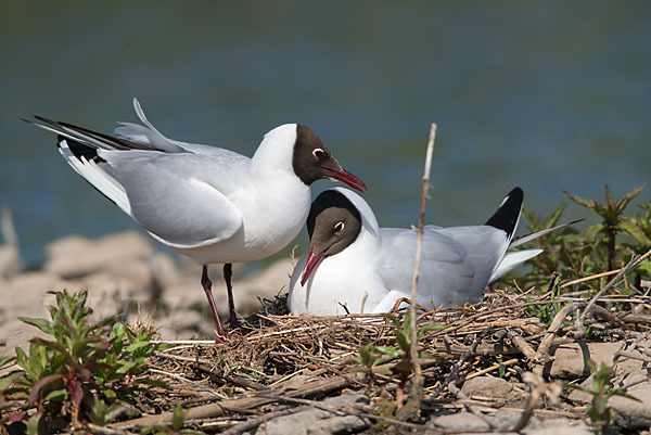 Lachmöwe (Larus ridibundus)