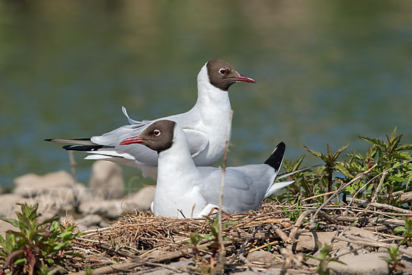 Lachmöwe (Larus ridibundus)