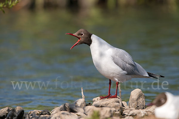 Lachmöwe (Larus ridibundus)