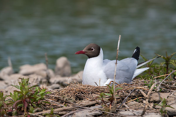 Lachmöwe (Larus ridibundus)