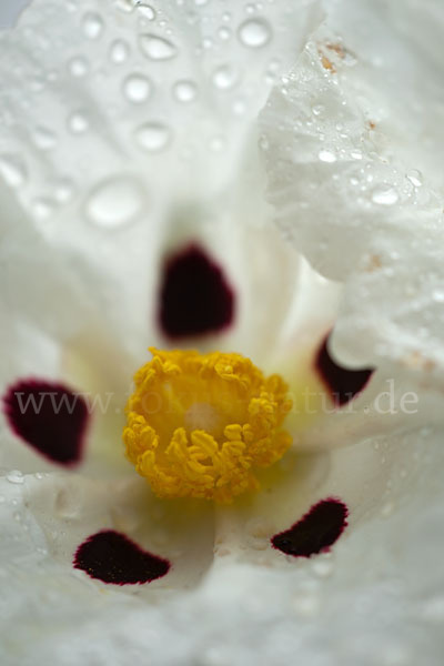 Lack-Zistrose (Cistus ladanifer)