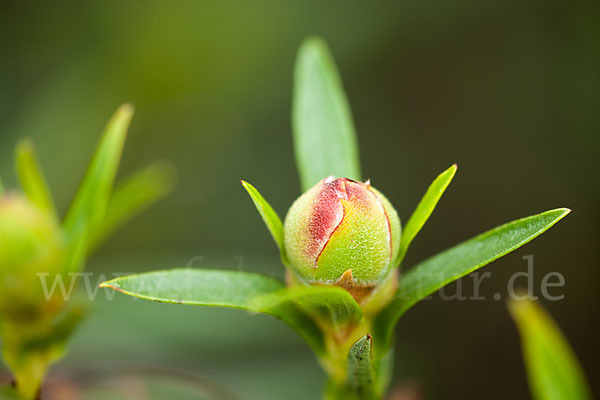 Lack-Zistrose (Cistus ladanifer)