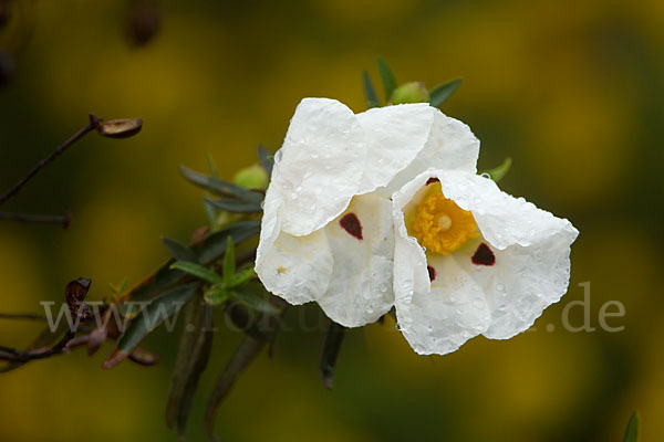 Lack-Zistrose (Cistus ladanifer)