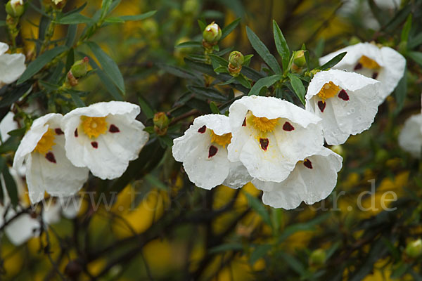 Lack-Zistrose (Cistus ladanifer)