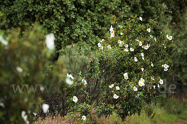 Lack-Zistrose (Cistus ladanifer)