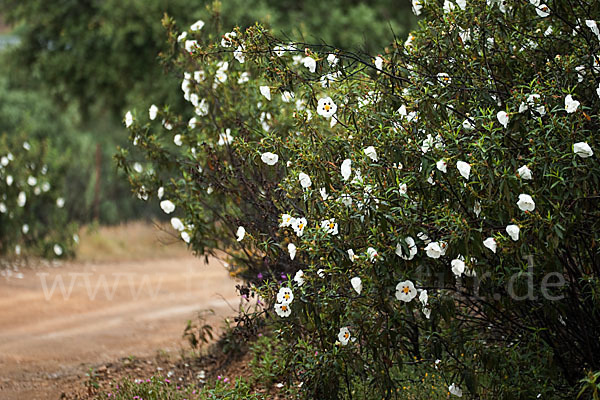 Lack-Zistrose (Cistus ladanifer)