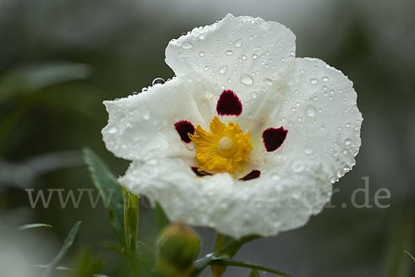 Lack-Zistrose (Cistus ladanifer)