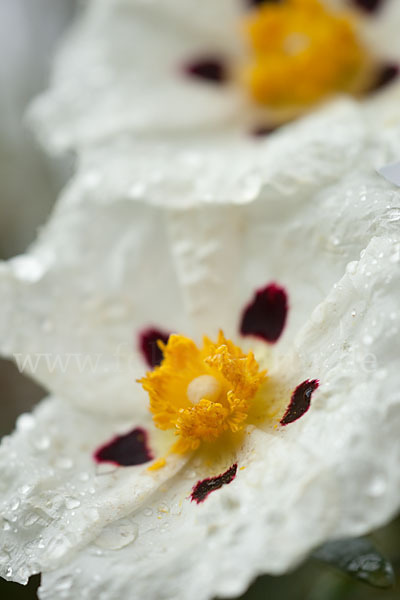 Lack-Zistrose (Cistus ladanifer)