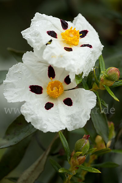 Lack-Zistrose (Cistus ladanifer)