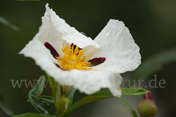 Lack-Zistrose (Cistus ladanifer)