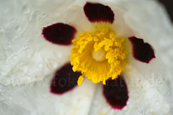 Lack-Zistrose (Cistus ladanifer)