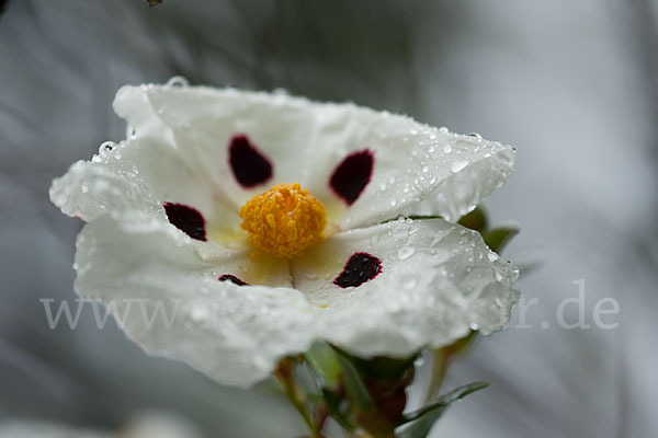 Lack-Zistrose (Cistus ladanifer)